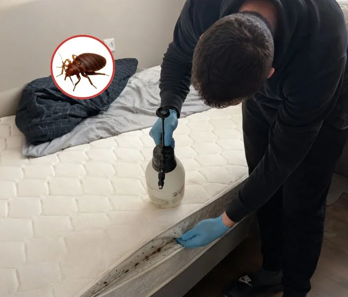 Technicien traitant un matelas contre les punaises de lit à La Falaise